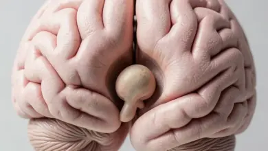 co je šišinka a jak funguje - Co je šišinka a - ilustrační foto