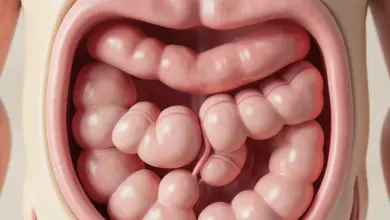 duodenum příznaky a léčba onemocnění - Duodenum - ilustrační foto