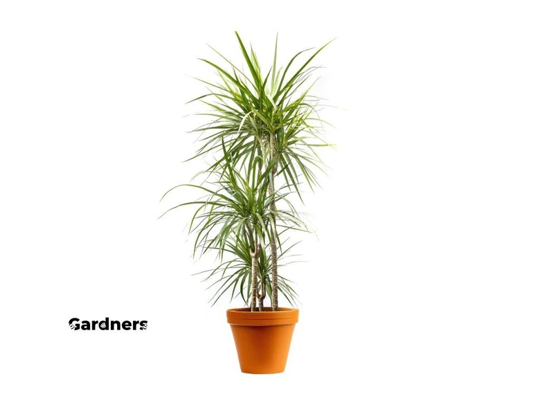 Dracena v hrnci na bílém pozadí pro článek o pěstování.