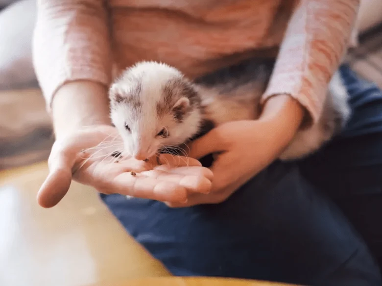 Fretka jí drobné kousky jídla z dlaně člověka.