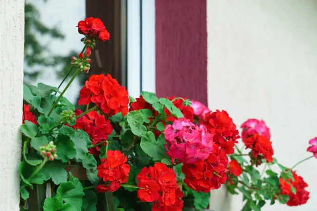 Red and pink geraniums in planter box