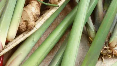 Čerstvá citronová tráva s kořeny a dalšími bylinkami na pozadí.