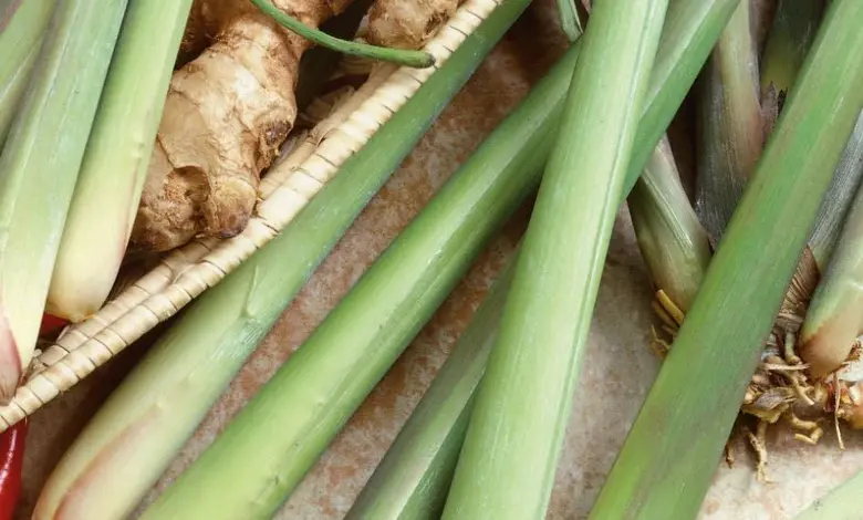 Čerstvá citronová tráva s kořeny a dalšími bylinkami na pozadí.