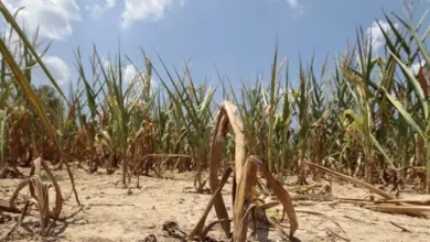 Suchtelné kukurice v suchu ukazuje dopad nedostatku vody na zemědělství.
