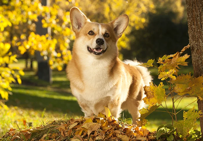 Šťastný welsh corgi stojí mezi podzimními listy.