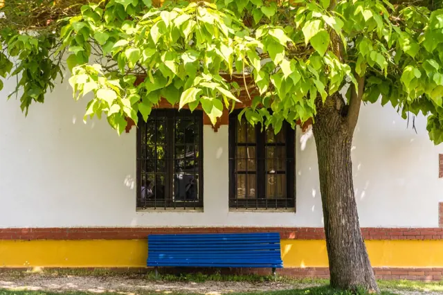 Strom poskytující stín nad modrou lavičkou u bílé budovy.