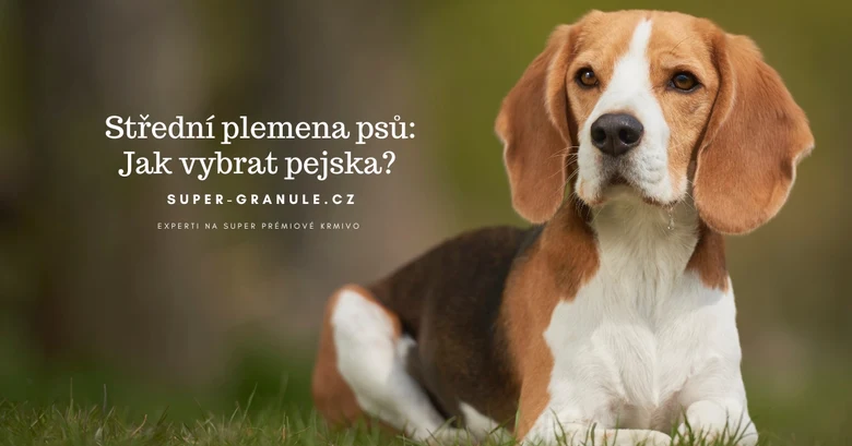 Beagle leží na trávě venku jako příklad středního plemene psa.