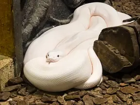 Bílá albinotická hadi v kletce na kamenném podkladu.