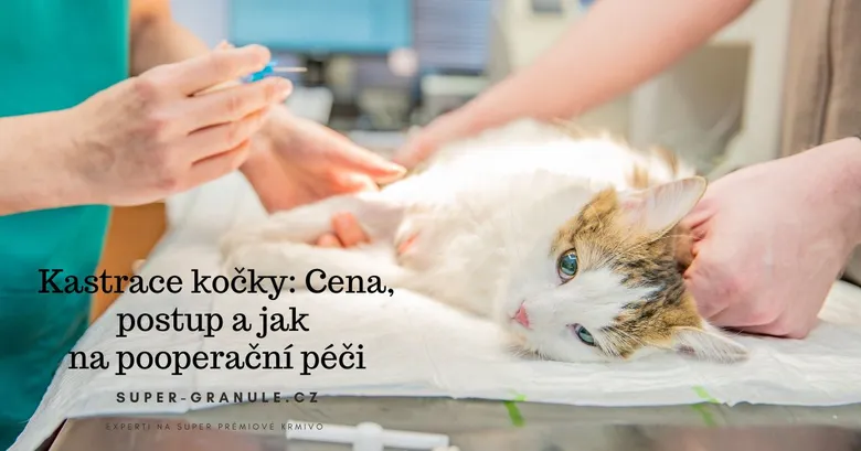 Kočka pod anestézií během kastrace u veterináře