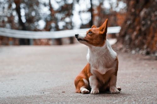 Welsh Corgi sedí venku na chodníku v přírodě.