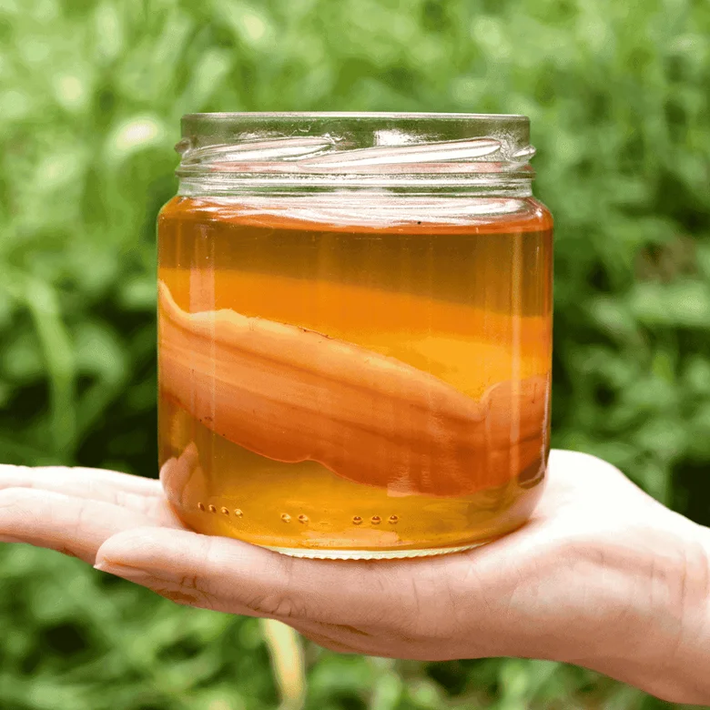 Ruka drží sklenici s fermentovaným čajem kombucha na pozadí zelené přírody.