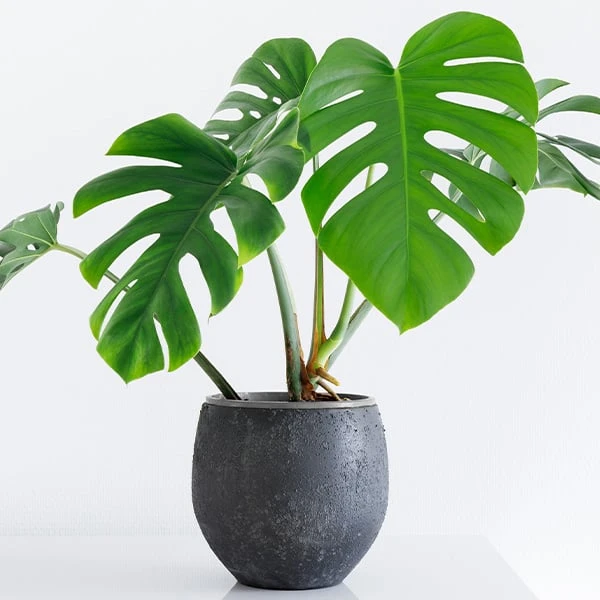 Zelená monstera v tmavém květináči na bílém pozadí.