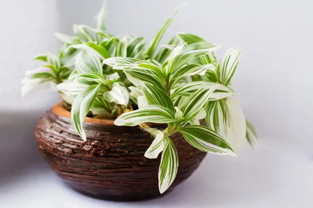 Poděnka tradescantia v hrnci s zeleno-bílými listy.