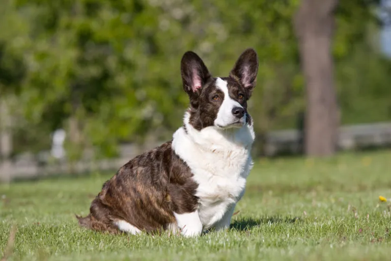 Hnědo-bílý welsh corgi sedí na trávníku venku.