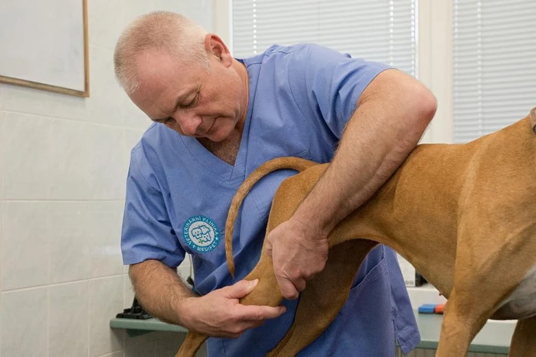 Veterinář prohmatává zadní nohu psa při vyšetření kulhání.