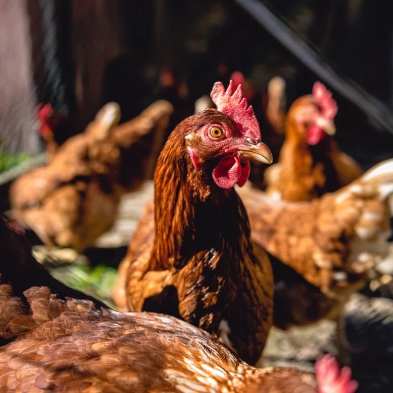 Hnedé brojliery v chovu na farmě s ostrým záběrem.