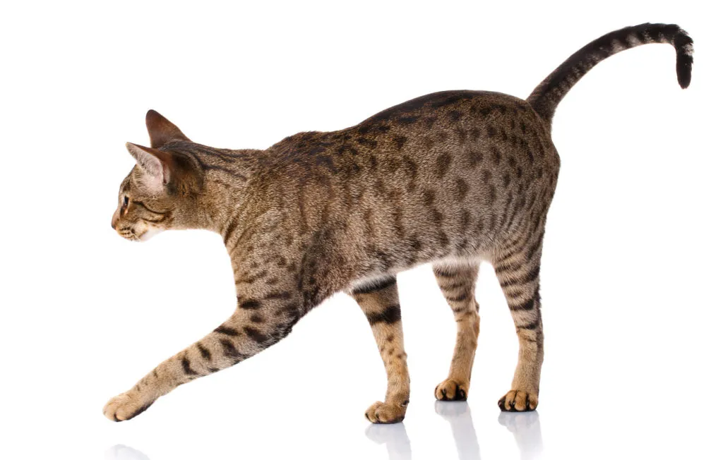 Ocikat kočka v pohybu na bílém pozadí pro článek o plemeni.