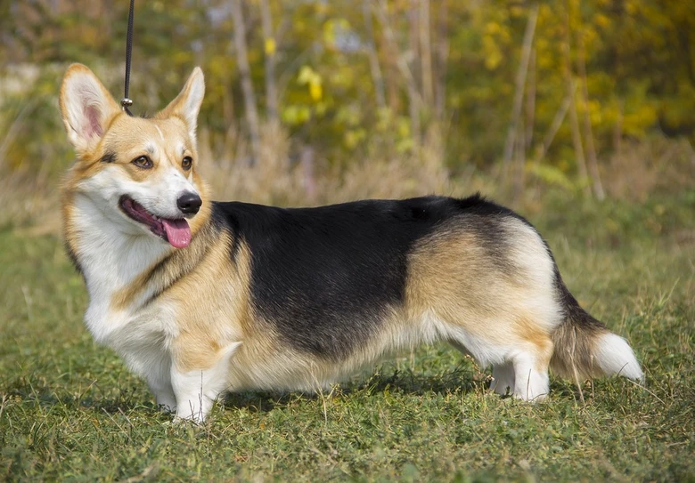 Tricolour welsh corgi stojí na trávníku venku.
