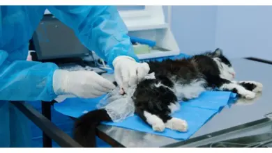 Veterinář provádí kastraci na kočce v operačním sále.
