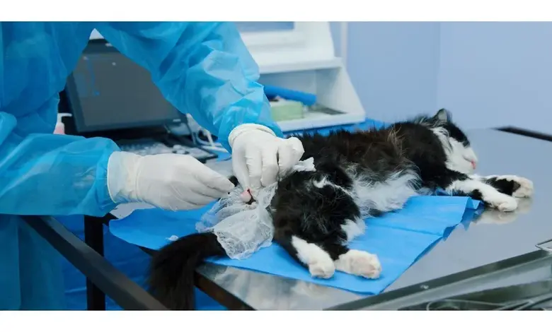 Veterinář provádí kastraci na kočce v operačním sále.