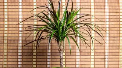 Zdravá dracena v zelené květináč na bambusovém pozadí.