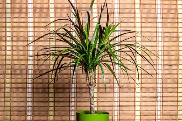Zdravá dracena v zelené květináč na bambusovém pozadí.