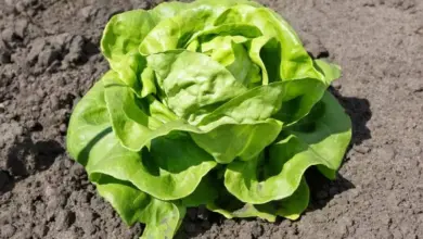 Head lettuce in soil