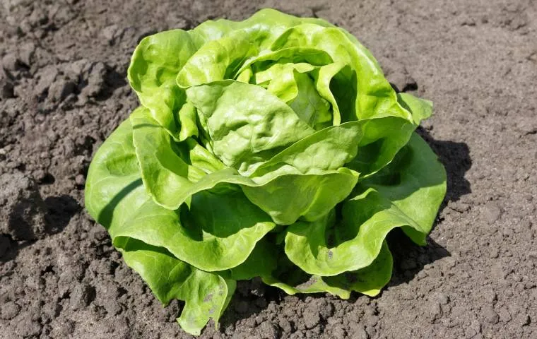 Head lettuce in soil