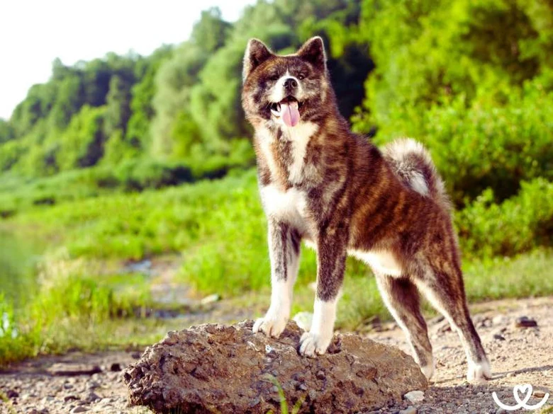 Akita Inu pes stojí na skále v přírodě s otevřenou pusou.