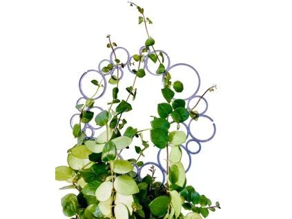 Poděrnka tradescantia rostoucí po okraji fialové mřížky.