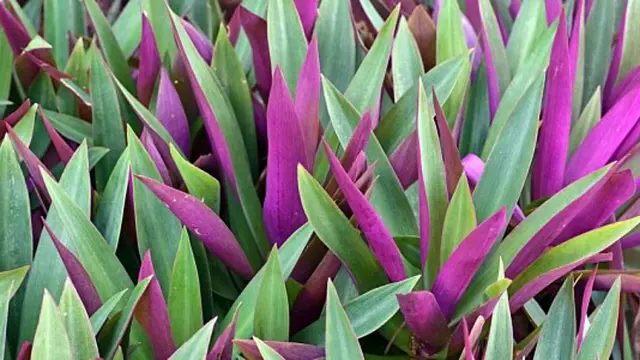 Fotografie fialové a zelené listů rostliny poděnky tradescantie.