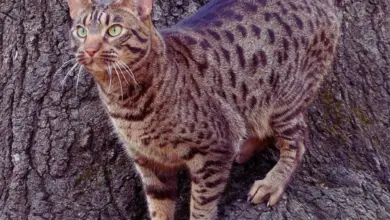 Ocikat kočka stojí na kmeni stromu s charakteristickým skvrnitým srstí.
