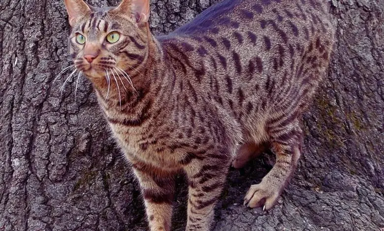 Ocikat kočka stojí na kmeni stromu s charakteristickým skvrnitým srstí.