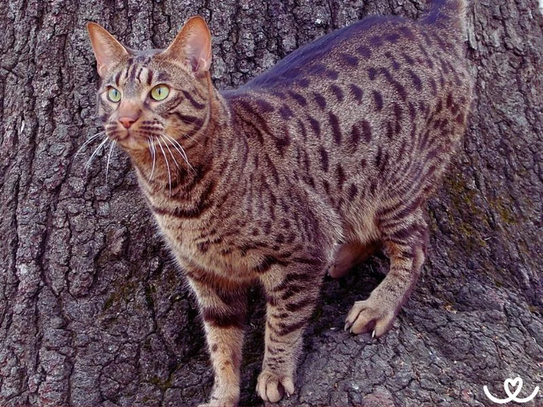 Ocikat kočka stojí na kmeni stromu s charakteristickým skvrnitým srstí.