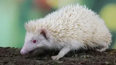 Bílý albinotický ježek stojí na zemi s rozostřeným pozadím.