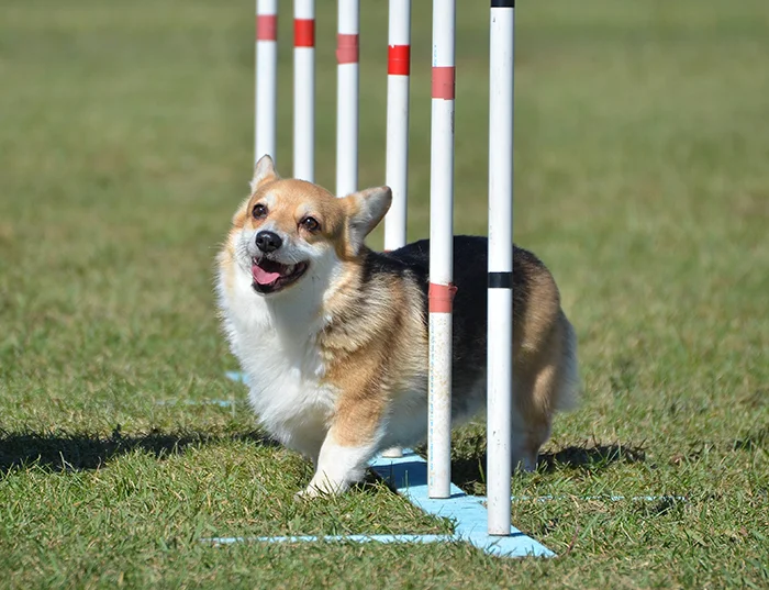 Šťastný welsh corgi běží skrz slalomové tyče na trávníku.