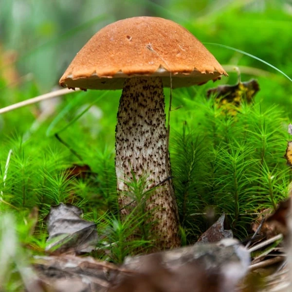 Edible mushroom in moss