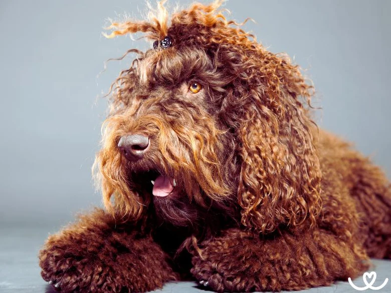 Hnědý pes barbet leží na zemi s otevřenou pusou.