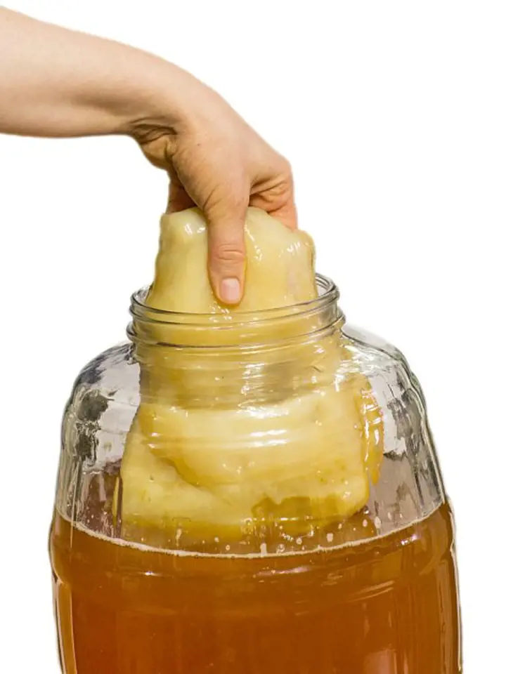 Ruka vytahuje SCOBY z sklenice s kombuchou.