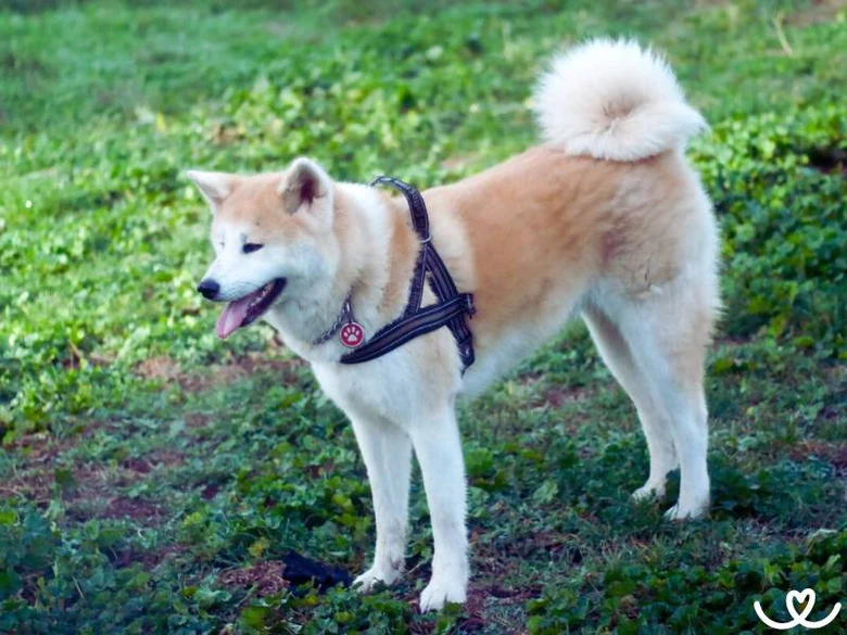 Plemeno akita inu stojí na trávníku s rozkrojenou pusou.