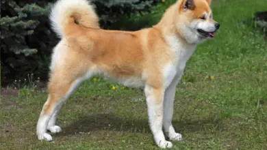Zlatohnědá akita inu stojí na trávníku před jehličnatými stromy.