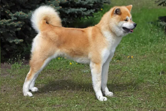 Zlatohnědá akita inu stojí na trávníku před jehličnatými stromy.