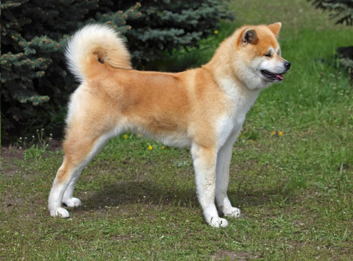 Zlatohnědá akita inu stojí na trávníku před jehličnatými stromy.