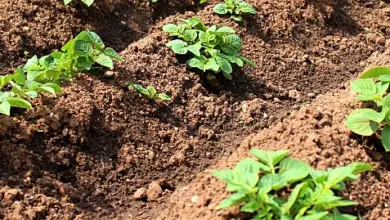 Young potato plants in soil