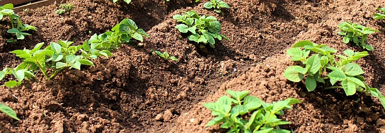 Young potato plants in soil