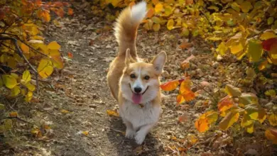 Šťastný welsh corgi chodí po lesní cestě v podzimu.