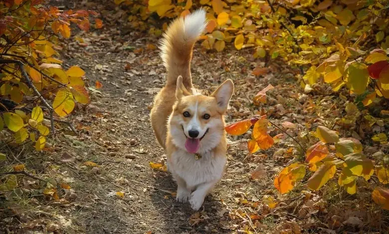 Šťastný welsh corgi chodí po lesní cestě v podzimu.