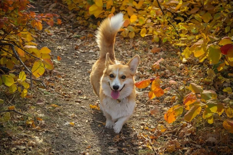 Šťastný welsh corgi chodí po lesní cestě v podzimu.