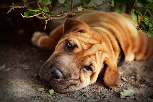 Mnoho vráskovitý shar pei leží pod keřem na zemi.