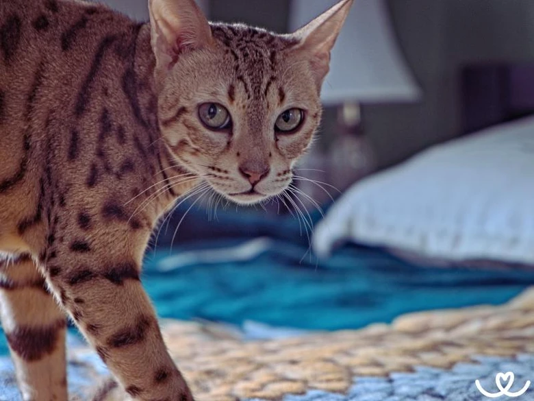 Ocikat kočka stojí na posteli v interiéru.